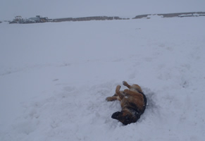 Dog rolling in the snow in Afghanistan